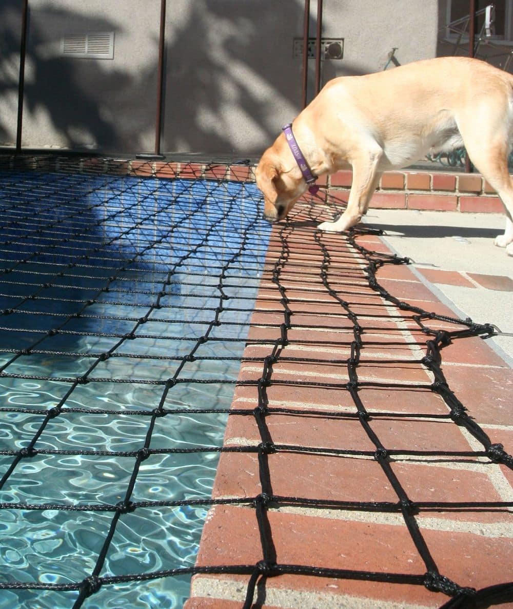 Dog Pool Safety - Dogs & Pool Nets | Katchakid