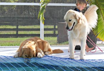 Read more about the article Dog Pool Safety – Pool Nets & Pets