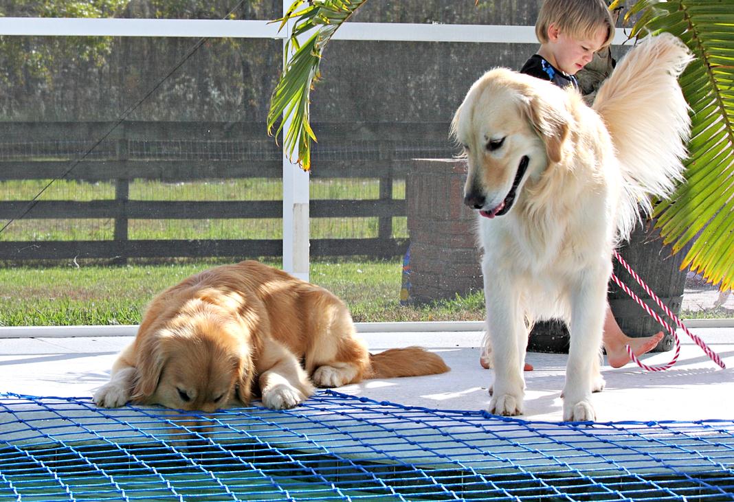 You are currently viewing Dog Pool Safety – Pool Nets & Pets