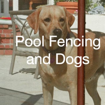 5 Reasons You Should Install a Pool Fence for Dogs & Other Pets