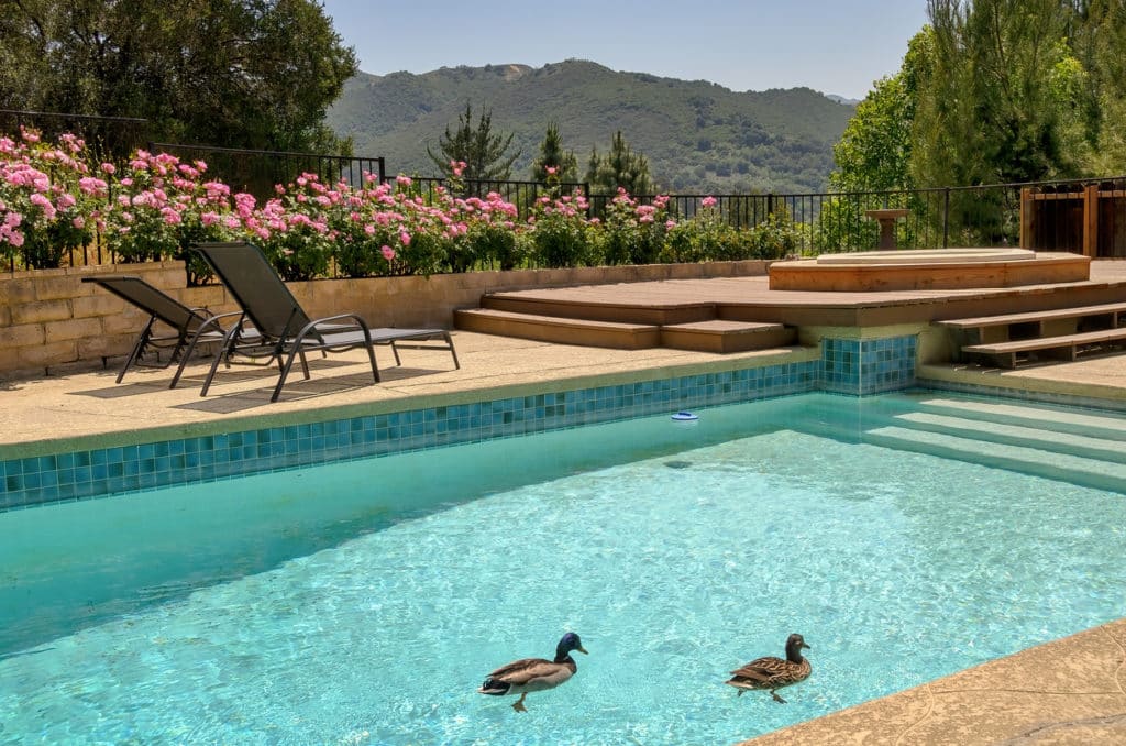 how to keep ducks out of a swimming pool