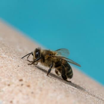 How Pool Covers Contribute to Saving Pollinators: An Unexpected Environmental Impact