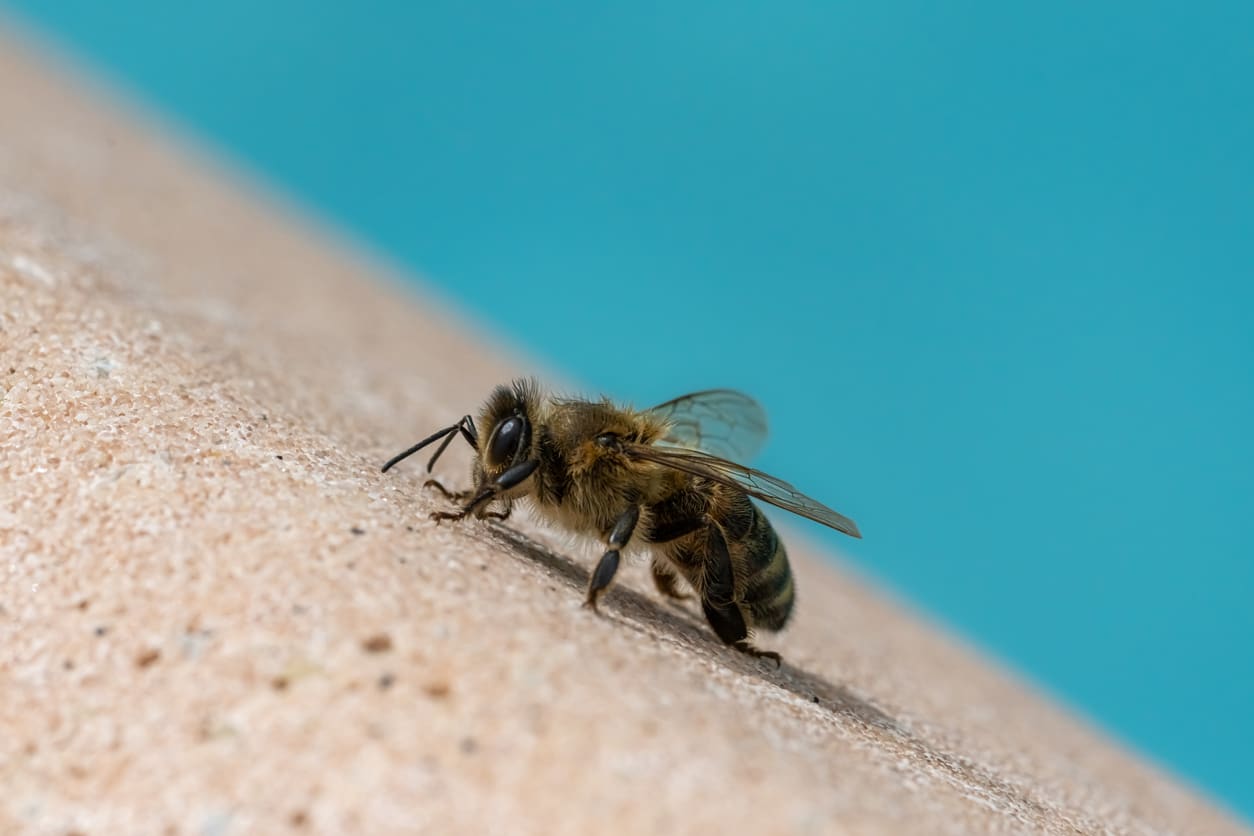 keep bees away from pool